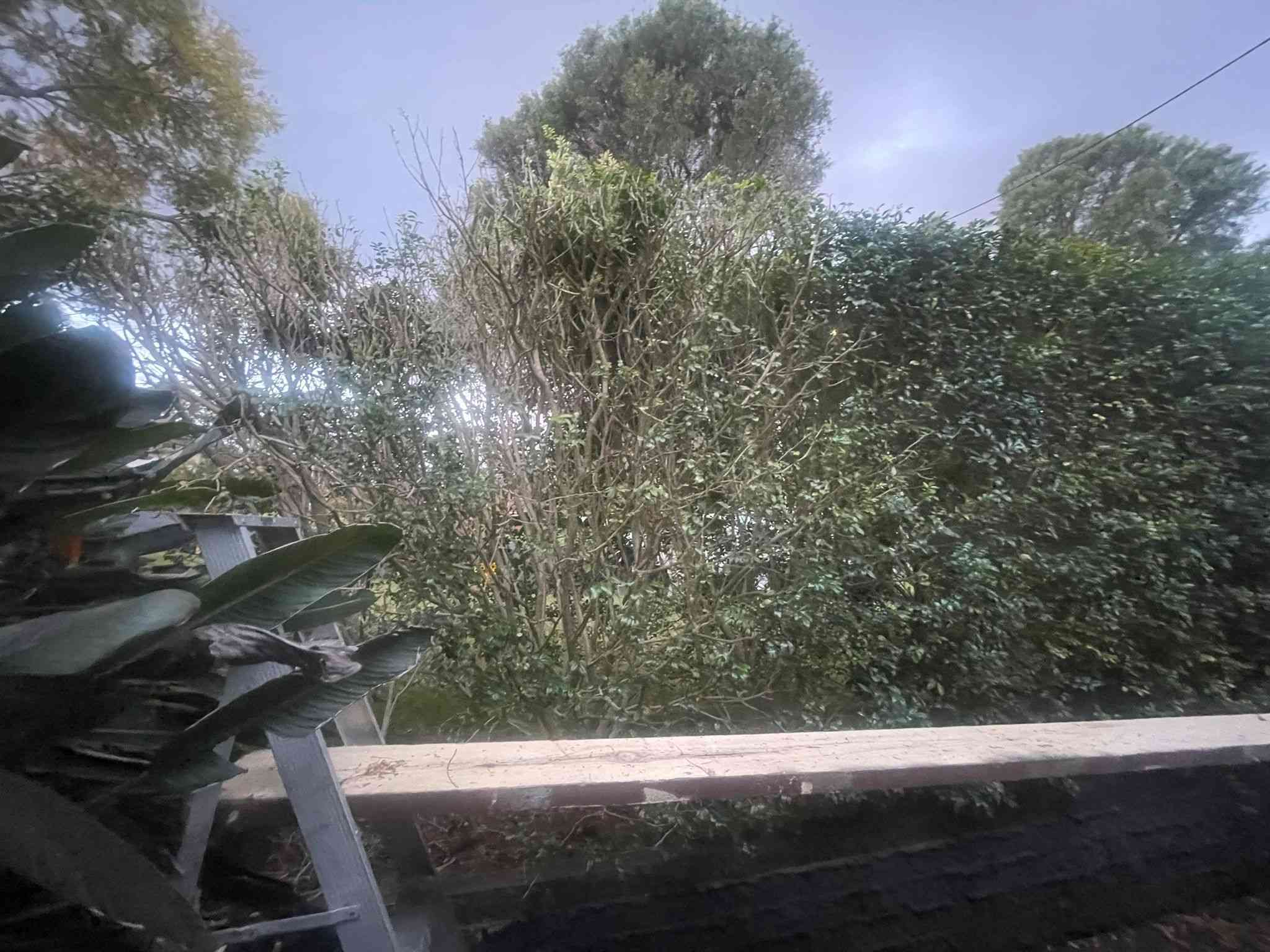 Murraya Bare Patches